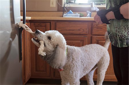 Poodle service dog opening a refrigerator with a handle Photographie de stock - Premium Libres de Droits, Code: 6105-08211213