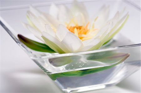 Water lily flower, close-up Stock Photo - Premium Royalty-Free, Code: 6108-05857214