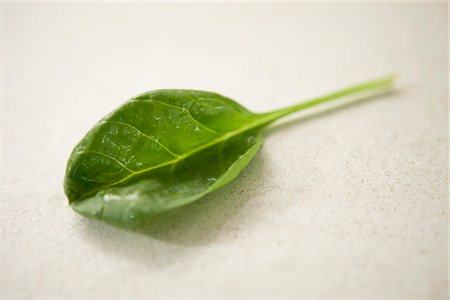 spinach leaf - Close-up of a spinach leaf Stock Photo - Premium Royalty-Free, Code: 6108-05865420