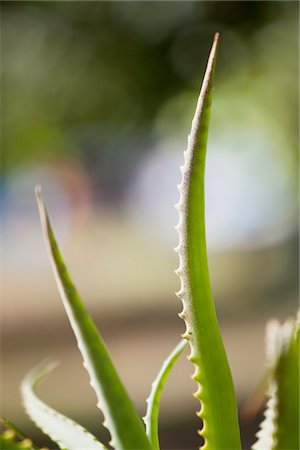 Close-up of an aloe plant Stock Photo - Premium Royalty-Free, Code: 6108-05869797