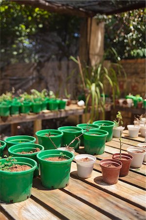 simsearch:6108-05872602,k - Flower pots on wooden planks Stock Photo - Premium Royalty-Free, Code: 6108-05869798