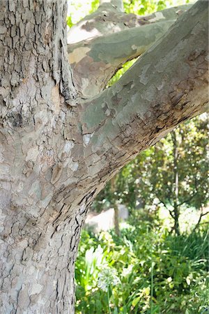 Gros plan du tronc d'arbre Photographie de stock - Premium Libres de Droits, Code: 6108-05869805