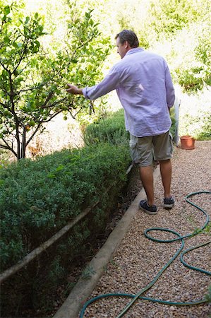 simsearch:6108-05869647,k - Rückansicht eines Mannes berührt Baum im Garten Stockbilder - Premium RF Lizenzfrei, Bildnummer: 6108-05870538