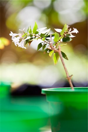 simsearch:6108-05872602,k - Potted plants in a garden Stock Photo - Premium Royalty-Free, Code: 6108-05872604