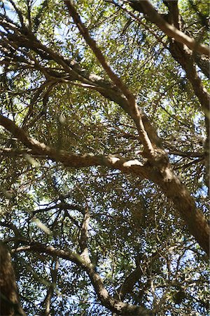 south africa scene tree - Vue d'angle faible d'arbres Photographie de stock - Premium Libres de Droits, Code: 6108-05874908