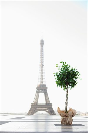 environment - Plant with the Eiffel Tower in the background, Paris, Ile-de-France, France Stock Photo - Premium Royalty-Free, Code: 6108-05875133