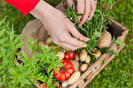 pic - Vue d'angle élevé de main d'une femme mettre les légumes dans une caisse Photographie de stock - Premium Libres de Droits, Code: 6108-06166699