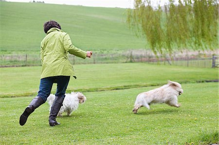 senior woman training - Woman playing with two dogs in a field Stock Photo - Premium Royalty-Free, Code: 6108-06167092