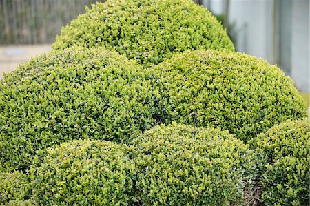 formschnitt - Nahaufnahme der Feld-Bäume in einem Garten Stockbilder - Premium RF Lizenzfrei, Bildnummer: 6108-06167369