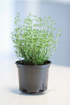 plant botanical - Close-up of a thyme herbal plant Stock Photo - Premium Royalty-Free, Code: 6108-06168398