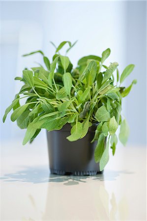 Close-up of a sage herbal plant Stock Photo - Premium Royalty-Free, Code: 6108-06168399