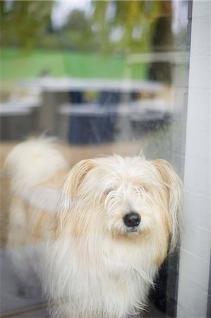 peludo - Close-up of a hairy dog at home Foto de stock - Sin royalties Premium, Código: 6108-06168483