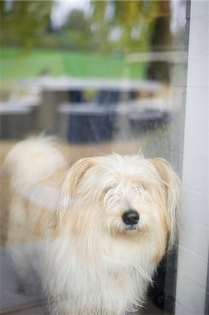 Close-up of a hairy dog at home Stock Photo - Premium Royalty-Free, Code: 6108-06168483