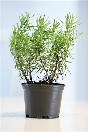 Close-up of a rosemary herbal plant Stock Photo - Premium Royalty-Free, Code: 6108-06168402