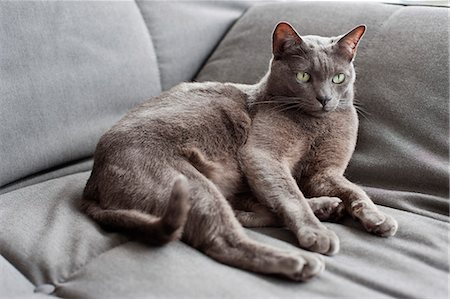 Cat lying on a couch Stock Photo - Premium Royalty-Free, Code: 6108-06168426