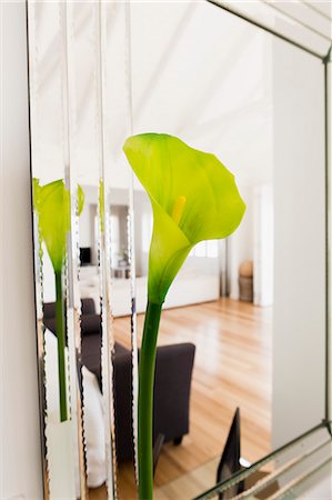 Close-up of a Cala lily in a living room Photographie de stock - Premium Libres de Droits, Code: 6108-06904364