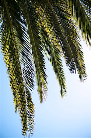 palm leaf - Palm leaves Foto de stock - Sin royalties Premium, Código: 6108-06907814