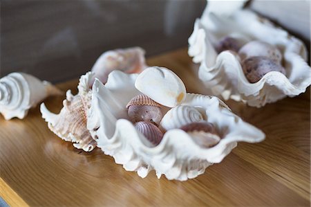 Close-up of conch shells on a table at home Stockbilder - Premium RF Lizenzfrei, Bildnummer: 6108-06908173