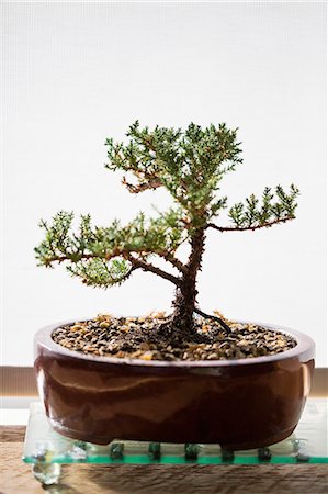 Bonsai tree on a table at home Photographie de stock - Premium Libres de Droits, Code: 6108-06908177