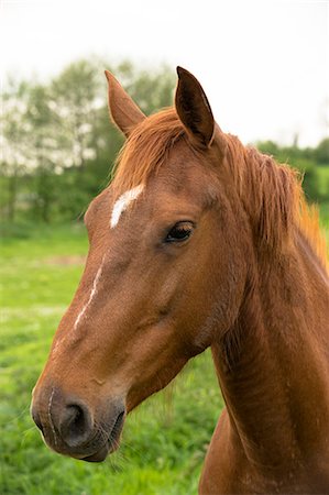 simsearch:6108-08636876,k - France, Normandy, horse in a meadow Foto de stock - Sin royalties Premium, Código: 6108-08636871