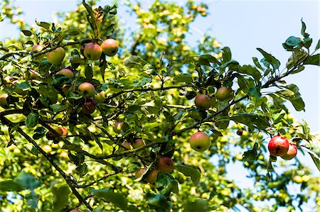 simsearch:6108-08636858,k - France, Normandy, apple trees in a countryside garden Stock Photo - Premium Royalty-Free, Code: 6108-08636881