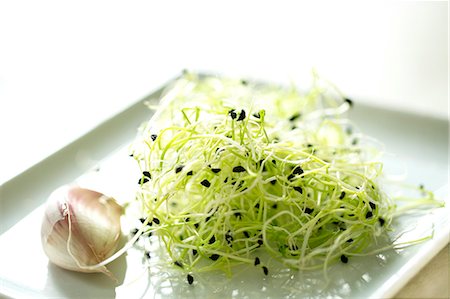 sprout (young shoots eaten raw) - Garlic and garlic seeds Photographie de stock - Premium Libres de Droits, Code: 6108-08636953