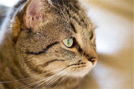 Profil close-up of tabby cat with green eyes Stock Photo - Premium Royalty-Free, Code: 6108-08637278