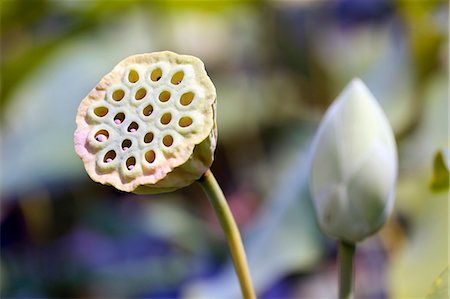 France, Paris. Val de Marne. Vincennes. Parc Floral de Vincennes. The Aquatic Garden. Closeup of an Indian lotus bud (Nelumbo nucifera). Stock Photo - Premium Royalty-Free, Code: 6108-08841769