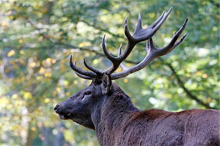 France, Burgundy, Yonne. Area of Saint Fargeau and Boutissaint. Slab season. Stag in a wood. Sight on its wood. Stock Photo - Premium Royalty-Free, Code: 6108-08841857