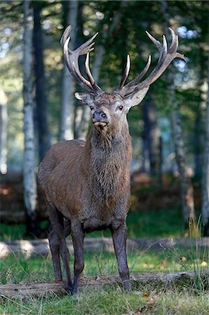 France, Burgundy, Yonne. Area of Saint Fargeau and Boutissaint. Slab season. Stag in the undergrowth. Stock Photo - Premium Royalty-Free, Code: 6108-08841855