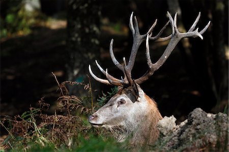 simsearch:6108-08841682,k - France, Burgundy, Yonne. Area of Saint Fargeau and Boutissaint. Slab season. Stag in a wood. Close-up on its wood. Stock Photo - Premium Royalty-Free, Code: 6108-08841858