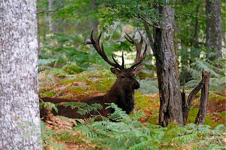 France, Burgundy, Yonne. Area of Saint Fargeau and Boutissaint. Slab season. Stag hidden in the undergrowth. Stock Photo - Premium Royalty-Free, Code: 6108-08841800