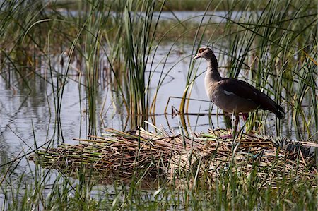 Ethiopia, Wild duck on the bank of the lake Awassa Foto de stock - Sin royalties Premium, Código: 6108-08943458