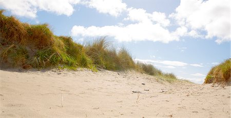 Plants on the beach with the blue sky in background Stock Photo - Premium Royalty-Free, Code: 6109-07496987