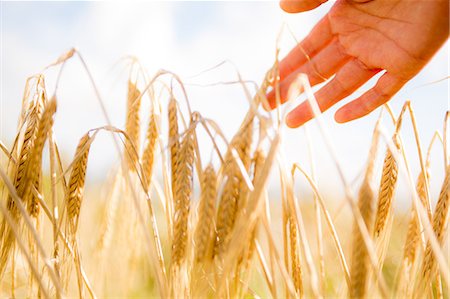 field of grain - Close up of a woman's hand touching wheat ears Stock Photo - Premium Royalty-Free, Code: 6109-07498113