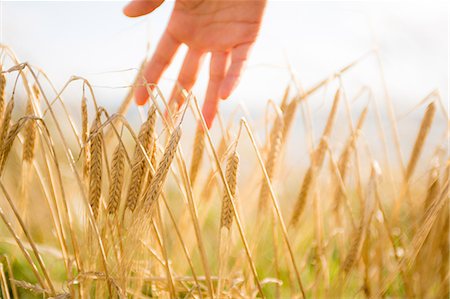 field of grain - Close up of a woman's hand touching wheat ears Photographie de stock - Premium Libres de Droits, Code: 6109-07498112