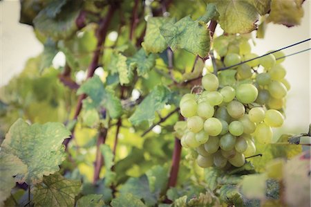 Grape in a vineyard Foto de stock - Sin royalties Premium, Código: 6109-08204233