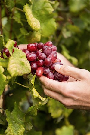 simsearch:6109-08204328,k - A man picking some grapes in his vineyard Foto de stock - Sin royalties Premium, Código: 6109-08204231