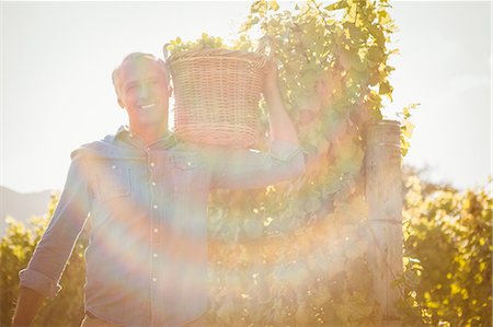 Smiling winegrower harvesting the grapes Fotografie stock - Premium Royalty-Free, Codice: 6109-08204324