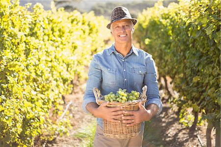 Smiling winegrower harvesting the grapes Stock Photo - Premium Royalty-Free, Code: 6109-08204328