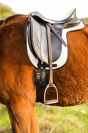 steigbügel - Saddle on a pure bred horse Stockbilder - Premium RF Lizenzfrei, Bildnummer: 6109-08398409