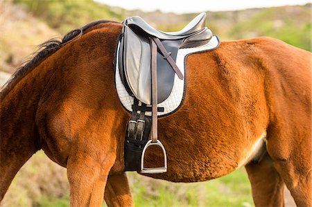 estribo - Saddle on a pure bred horse Foto de stock - Sin royalties Premium, Código: 6109-08398410