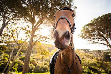 simsearch:6109-08398485,k - Thorough bred horse looking at camera Foto de stock - Sin royalties Premium, Código: 6109-08398502