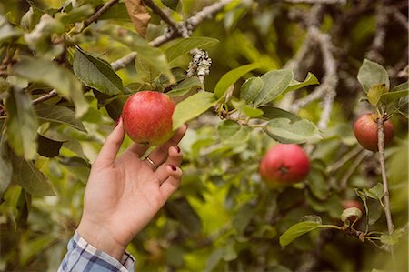 simsearch:6109-08399040,k - Woman touching apple tree Foto de stock - Sin royalties Premium, Código: 6109-08399062