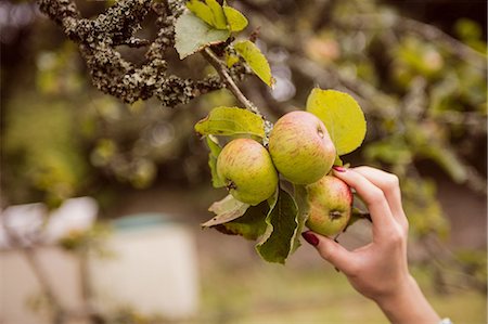 simsearch:6109-08204288,k - Woman touching apple tree Stock Photo - Premium Royalty-Free, Code: 6109-08399067