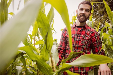 simsearch:6109-08398962,k - Smiling man in a corn field Fotografie stock - Premium Royalty-Free, Codice: 6109-08399095