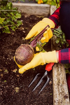 simsearch:6109-08398962,k - Hand pulling a beetroot from the soil Fotografie stock - Premium Royalty-Free, Codice: 6109-08399000