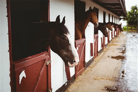 simsearch:6109-08399536,k - Horses in stable of equestrian centre Stock Photo - Premium Royalty-Free, Code: 6109-08399466