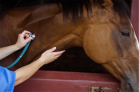 stabil - Vet examining horse in stable Photographie de stock - Premium Libres de Droits, Code: 6109-08399547