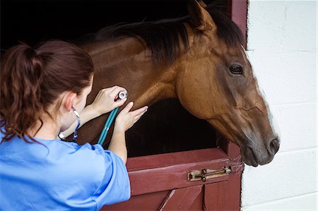 Vet examining horse in stable Photographie de stock - Premium Libres de Droits, Code: 6109-08399546